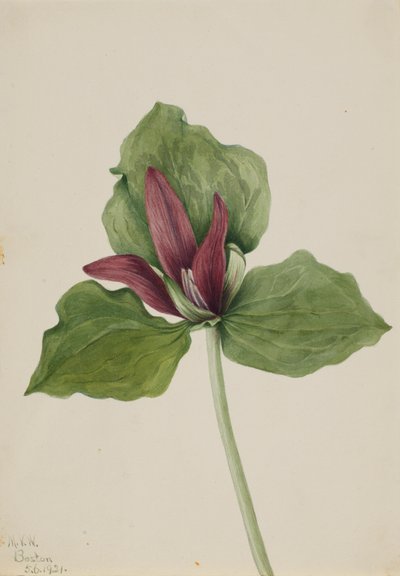 Trillium gigante Trillium chloropetalum, 1921 de Mary Vaux Walcott