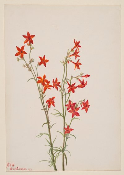 Gilia arizonica de Mary Vaux Walcott