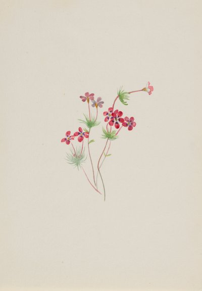 Gilia linanthus parviflorus de Mary Vaux Walcott