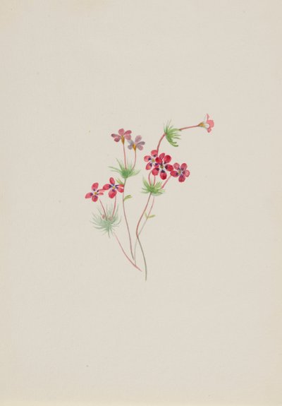 Gilia linanthus parviflorus, ca. 1900-1930 de Mary Vaux Walcott