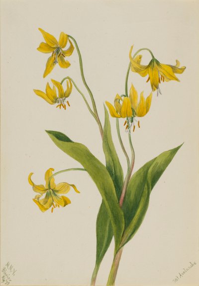 Lirio de los glaciares (Erythronium grandiflorum) de Mary Vaux Walcott