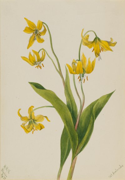 Lirio glaciar Erythronium grandiflorum de Mary Vaux Walcott