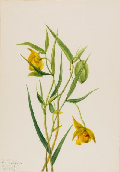 Linterna de hadas dorada Calochortus amabilis, 1936 de Mary Vaux Walcott