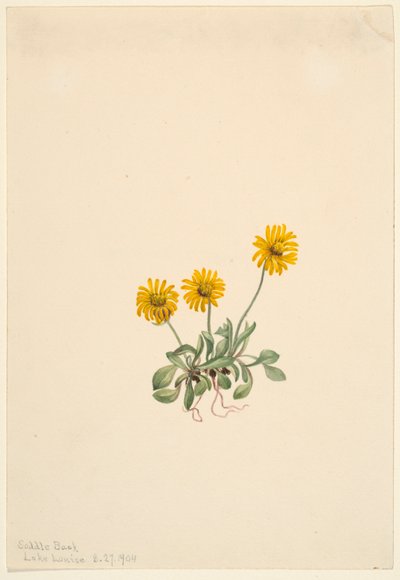 Flor de oro (Erigeron aureus) de Mary Vaux Walcott