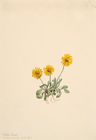 Erigeron dorado, 1904 de Mary Vaux Walcott