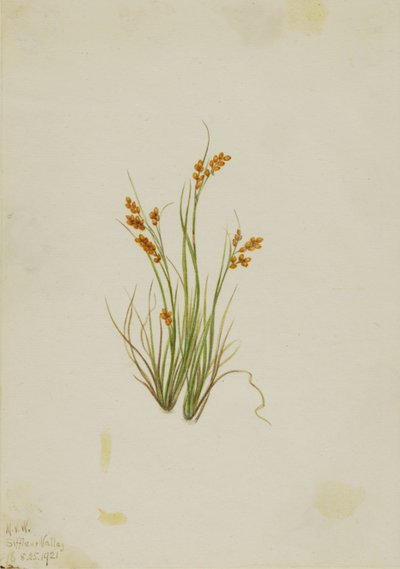 Junco dorado (Carex aurea) de Mary Vaux Walcott