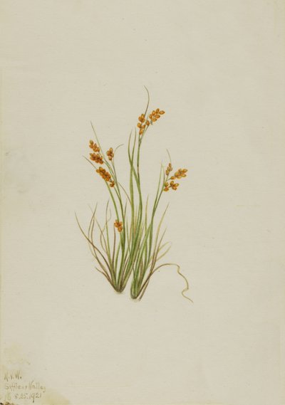 Juncia dorada Carex aurea de Mary Vaux Walcott