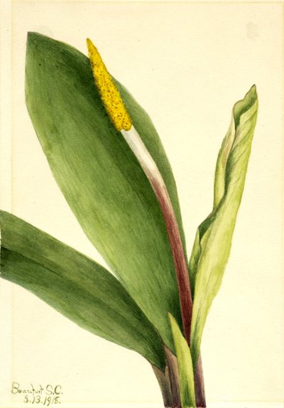 Goldenclub (Orontium aquaticum) de Mary Vaux Walcott