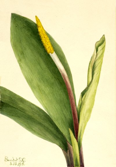 Goldenclub Orontium aquaticum, 1918 de Mary Vaux Walcott