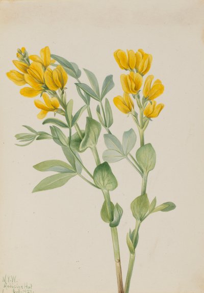 Goldenpea Thermopsis rhombifolia, 1923 de Mary Vaux Walcott
