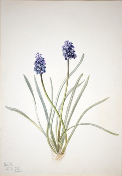 Jacinto de uva (Muscari racemosum) de Mary Vaux Walcott