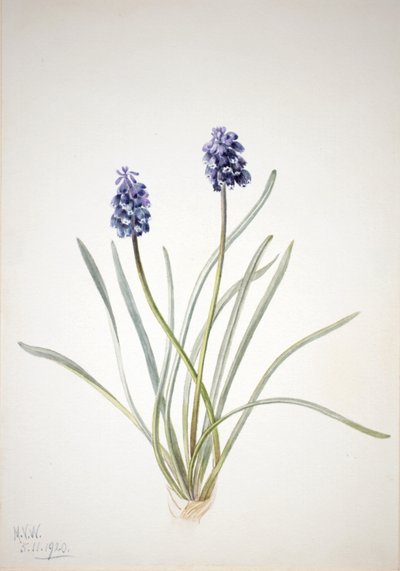 Jacinto de uva Muscari racemosum, 1920 de Mary Vaux Walcott