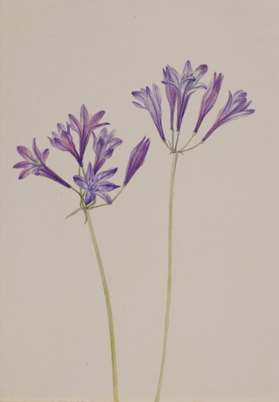 Nuez de hierba Brodiaea laxa, 1933 de Mary Vaux Walcott
