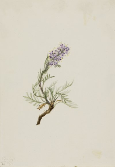 Phacelia gris Phacelia sericea de Mary Vaux Walcott