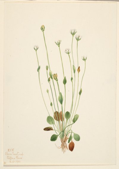 Hierba cana (Senecio canus) de Mary Vaux Walcott