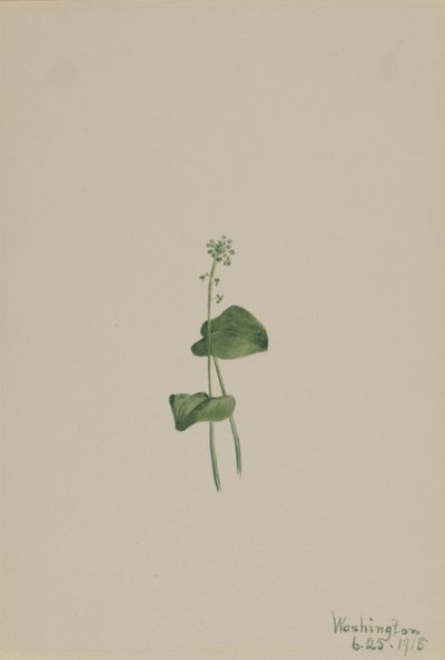 Malaxis unifolia verde, 1918 de Mary Vaux Walcott