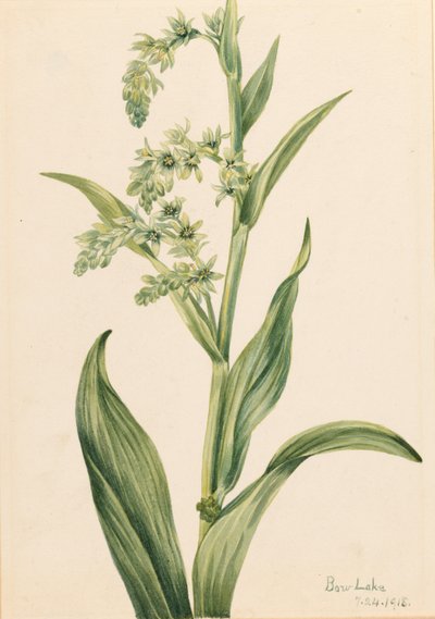 Col verde del oso (Veratrum viride) de Mary Vaux Walcott