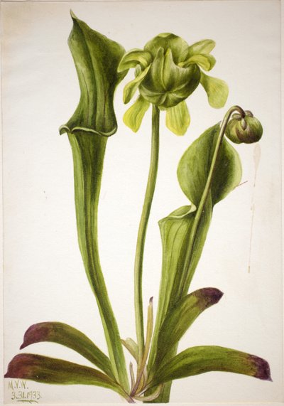 Sarracenia orephila (Sarracenia orephila) de Mary Vaux Walcott