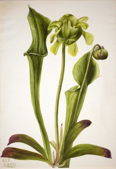 Planta jarra verde Sarracenia orephila, 1933 de Mary Vaux Walcott