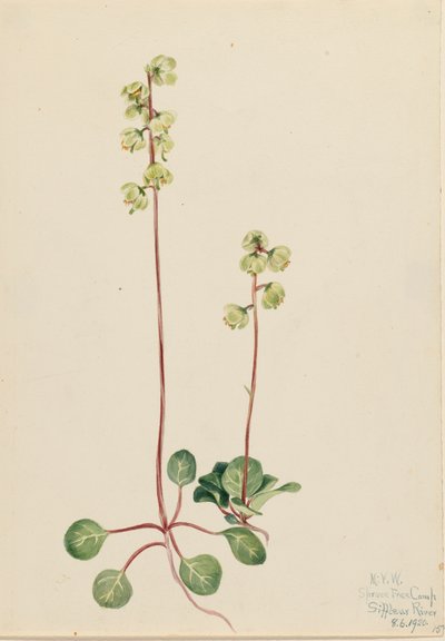 Pyrola verde, 1920 de Mary Vaux Walcott