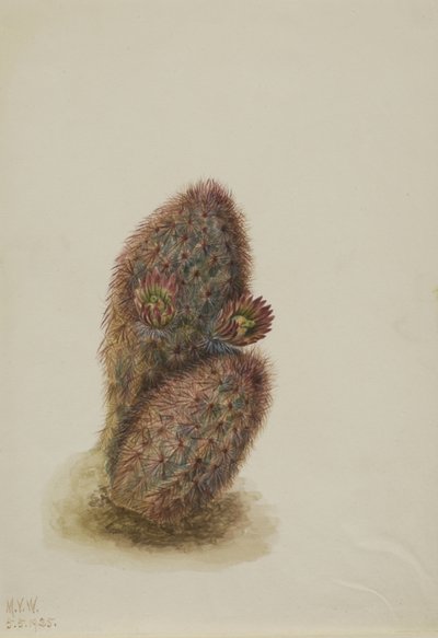 Cactus fresa verde (Echinocereus viridiflorus) de Mary Vaux Walcott