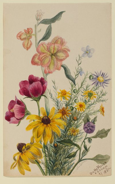Grupo de flores de Mary Vaux Walcott