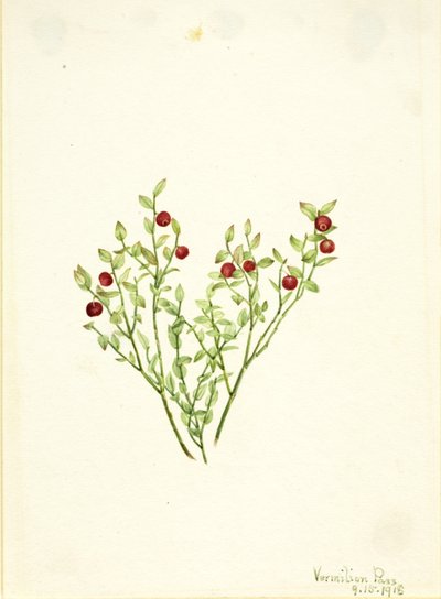 Urogallo (Vaccinium scoparium) de Mary Vaux Walcott