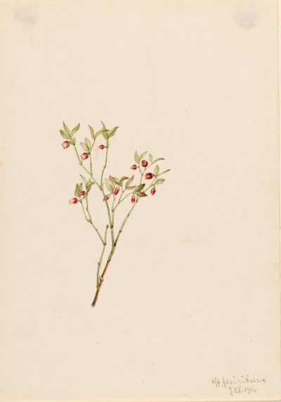 Urogallo (Vaccinum scoparium) de Mary Vaux Walcott