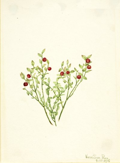Grouse Whortleberry Vaccinium scoparium, 1918 de Mary Vaux Walcott