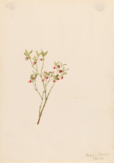 Grouse Whortleberry Vaccinum scoparium de Mary Vaux Walcott