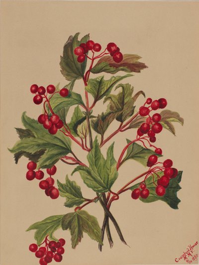 Grouseberry Viburnum americanum, 1880 de Mary Vaux Walcott