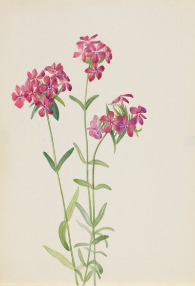 Phlox peludo (Phlox amoena) de Mary Vaux Walcott