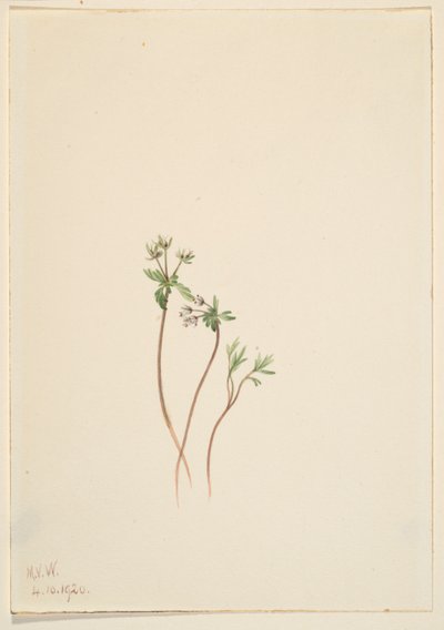Heraldo de primavera (Erigenia bulbosa) de Mary Vaux Walcott