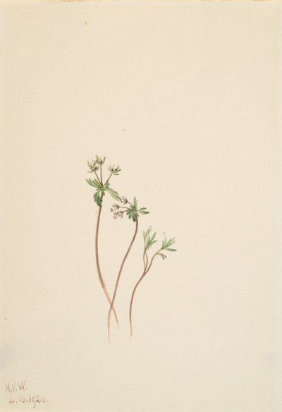 Presagio de primavera Erigenia bulbosa de Mary Vaux Walcott