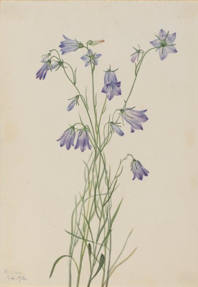 Campanilla (Campanula rotundifolia) de Mary Vaux Walcott