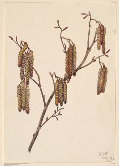 Aliso avellano (Alnus regosa) de Mary Vaux Walcott