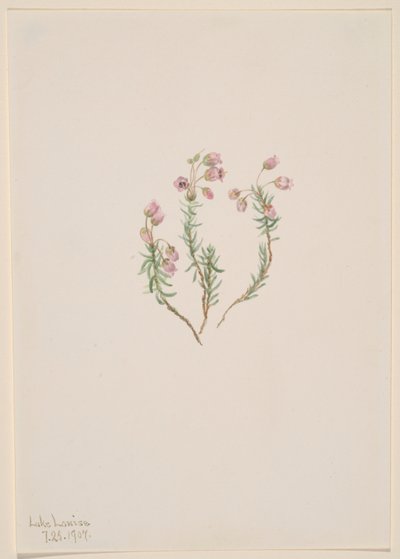 Brezo (Phyllodoce intermedia) de Mary Vaux Walcott
