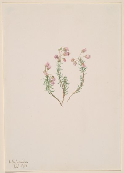 Phyllodoce intermedia, 1907 de Mary Vaux Walcott