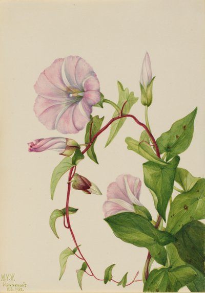 Enredadera de seto (Calystegia (Convolvulus) sepium) de Mary Vaux Walcott