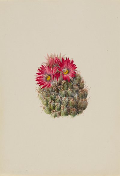 Cactus erizo (Coryphantha arizonica) de Mary Vaux Walcott