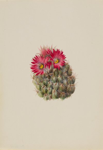 Cactus erizo Coryphantha arizonica, 1933 de Mary Vaux Walcott