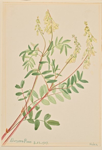 Hedysarum (Hedysarum sulphurescens) de Mary Vaux Walcott