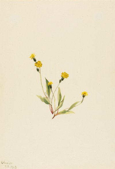 Heieracium gracile de Mary Vaux Walcott