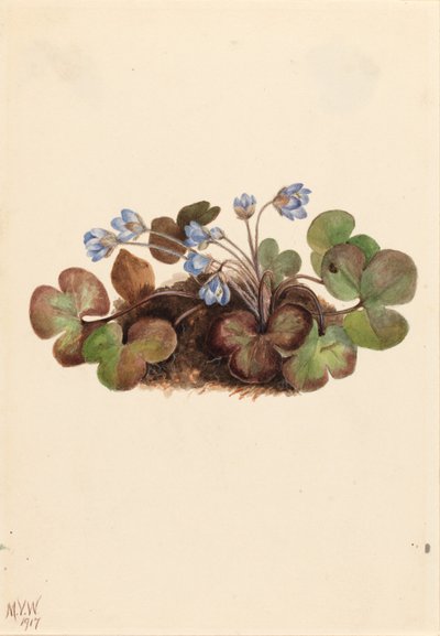 Hepática (Hepatica americana) de Mary Vaux Walcott