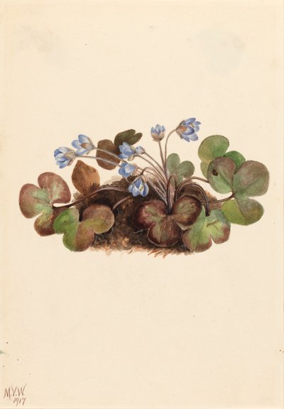 Hepática Hepatica americana de Mary Vaux Walcott