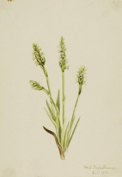 Lirio de las Indias (Ibidium strictum) de Mary Vaux Walcott