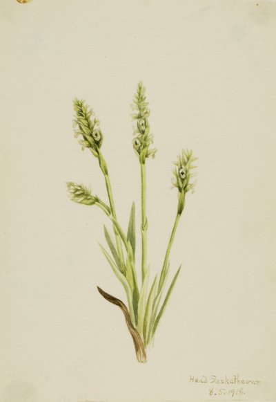 Hooded Ladies-Tresses Ibidium strictum de Mary Vaux Walcott