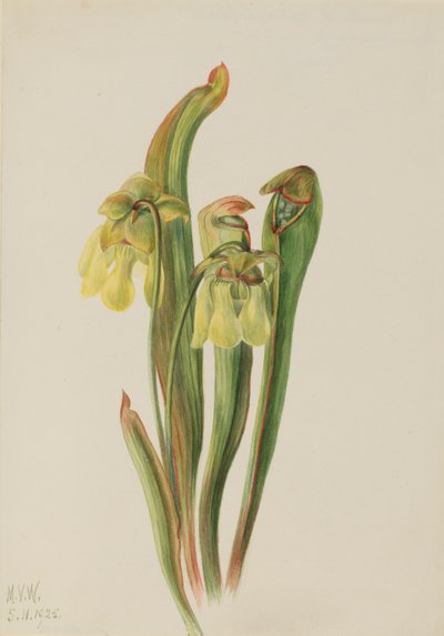 Sarracenia menor (Sarracenia minor) de Mary Vaux Walcott
