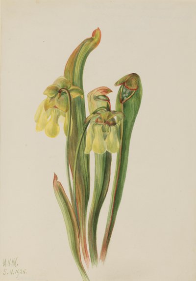 Planta jarra con capucha Sarracenia minor de Mary Vaux Walcott
