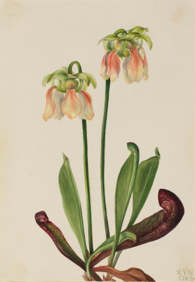 Planta híbrida (Sarracenia minor x psittacina) de Mary Vaux Walcott